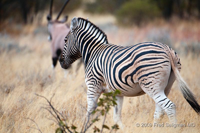 20090610_102228 D300 X1.jpg - A zebra can recognize another zebra by its stripe pattern